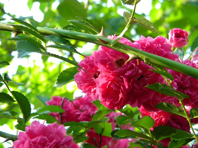 Potted Roses at Home