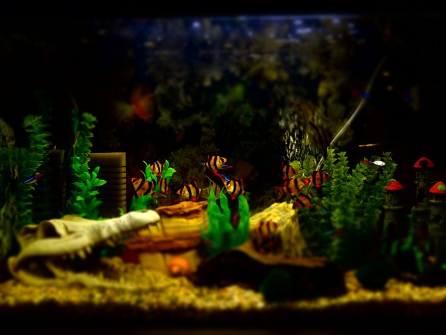 akvárium s rybičkami
